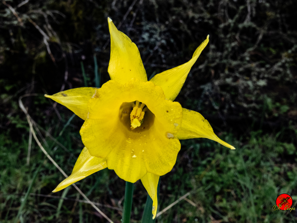 daffodils from Málaga, Spain on March 23, 2016 at 1144 AM by Godo