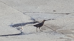 Quiscalus mexicanus