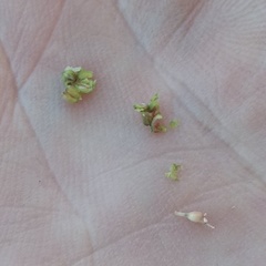 Euphorbia berteroana