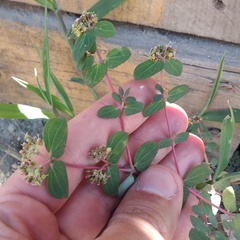 Euphorbia berteroana