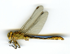 Ophiogomphus severus