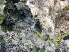 Onchidella floridana