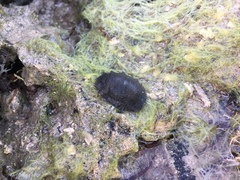 Onchidella floridana