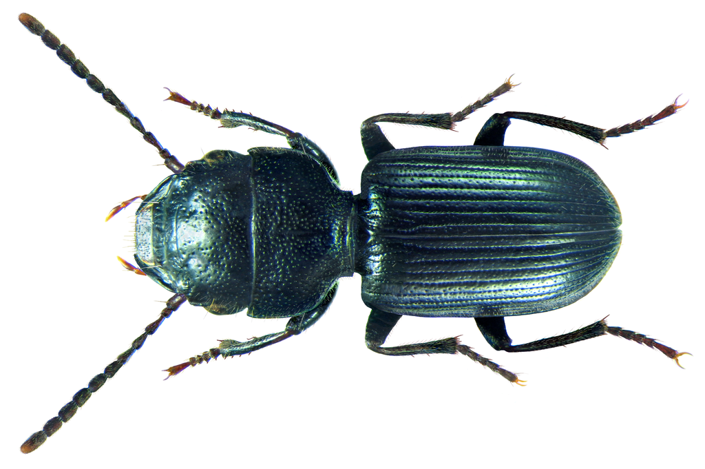Dixus sphaerocephalus