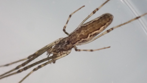 Tetragnatha nitens
