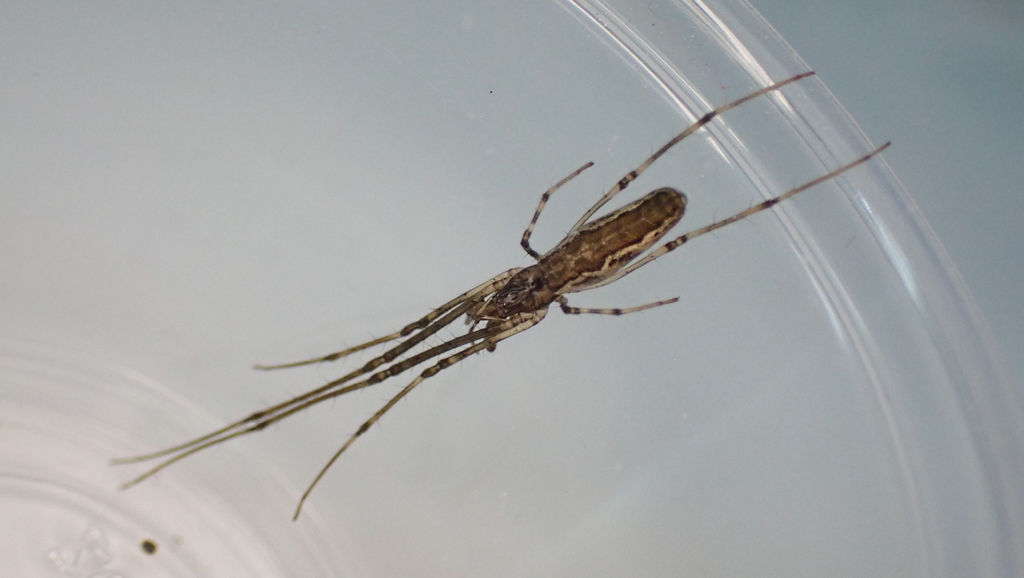 longjawed orb weavers