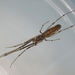 Tetragnatha nitens - Photo (c) Julien Tchilinguirian, some rights reserved (CC BY-NC), uploaded by Julien Tchilinguirian