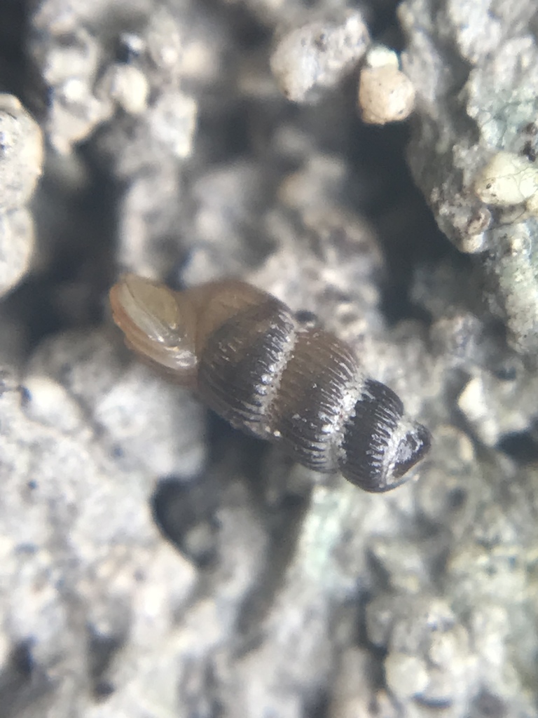 Beautiful Truncatella