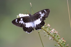 Satarupa monbeigi