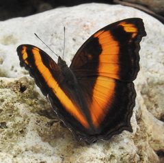 Yoma sabina