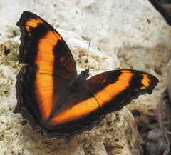 Yoma sabina
