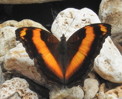 Yoma sabina