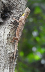 Draco timoriensis