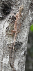 Draco timoriensis