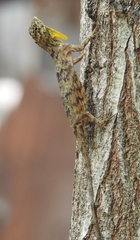 Draco timoriensis