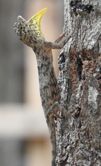 Draco timoriensis