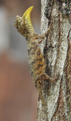 Draco timoriensis
