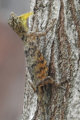 Draco timoriensis