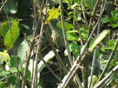 Myiopagis gaimardii