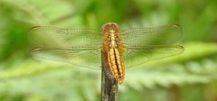 Crocothemis servilia