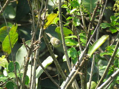 Myiopagis gaimardii