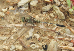 Orthetrum sabina