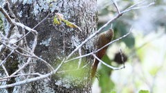 Lepidocolaptes affinis