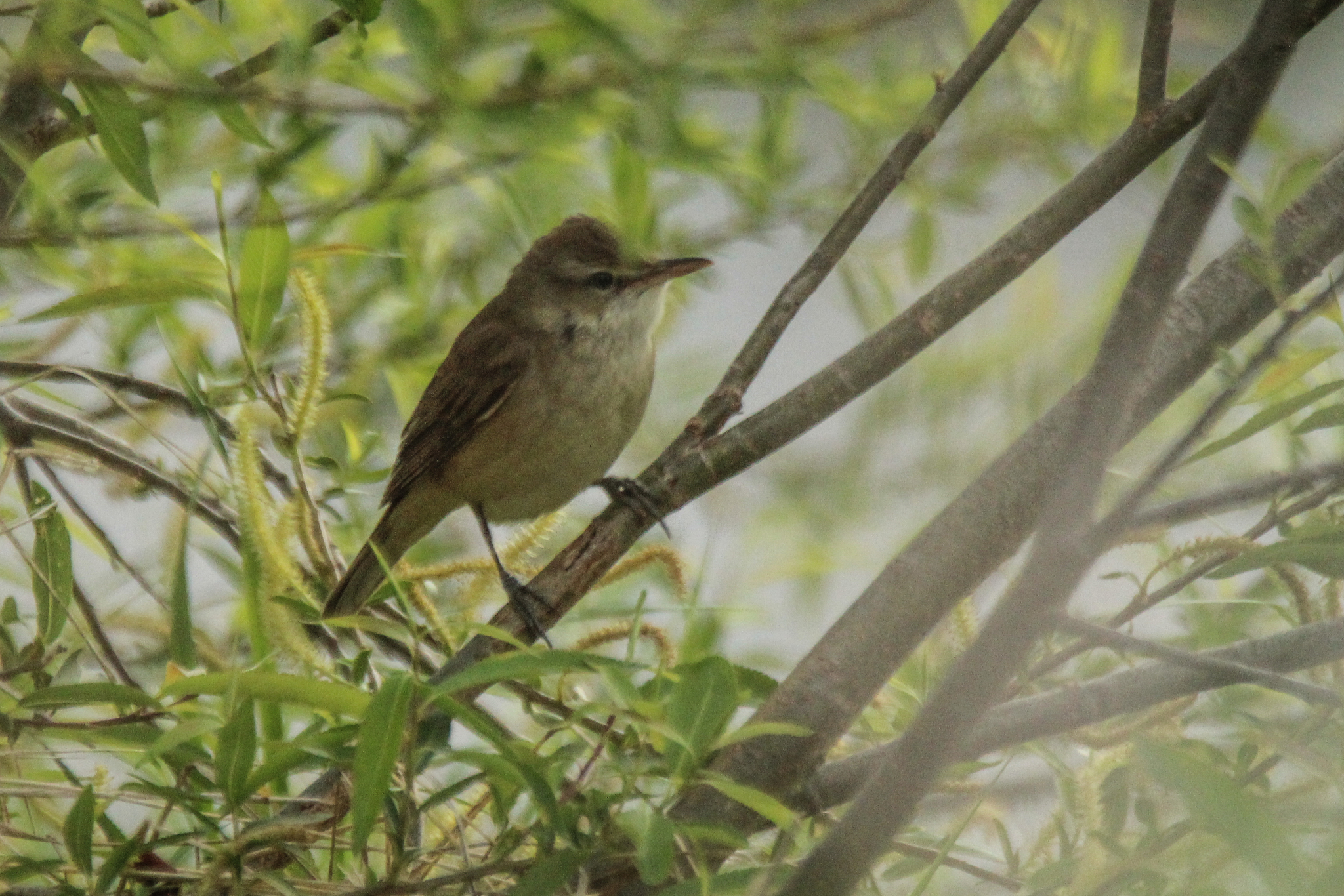 Oriental Reed Warbler