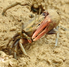 Gelasiminae