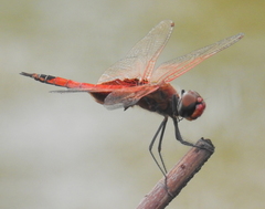 Tramea stenoloba