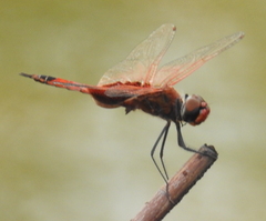 Tramea stenoloba