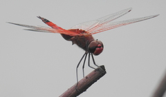 Tramea stenoloba