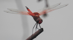 Tramea stenoloba