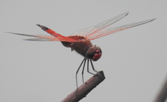 Tramea stenoloba
