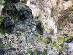 Onchidella floridana