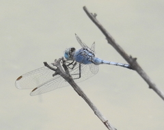 Diplacodes trivialis
