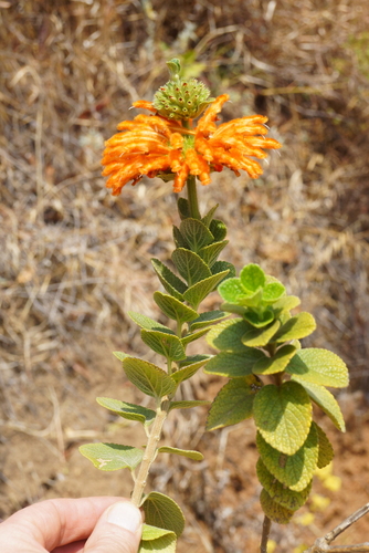 Tanzanian Lion's Ear (Leonotis goetzei)