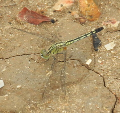 Diplacodes trivialis