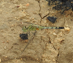 Diplacodes trivialis