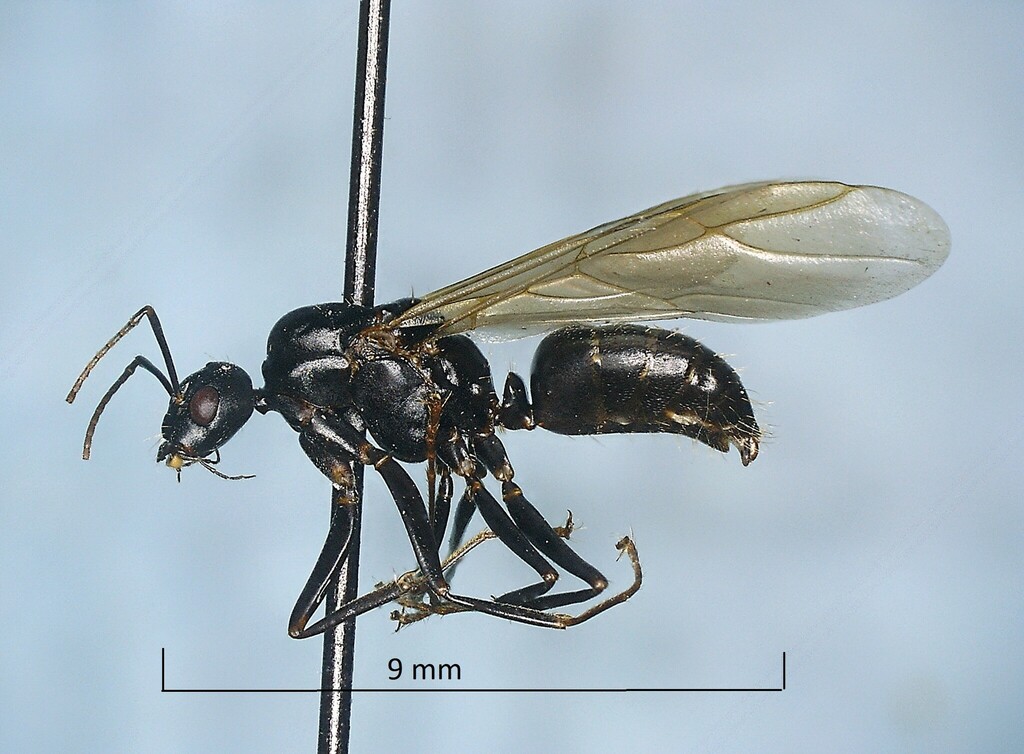 True Carpenter Ants From Sherbrooke, Qc, Canada On June 6, 1978 By Jean 