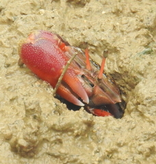 Gelasiminae