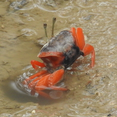 Gelasiminae