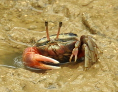 Gelasiminae