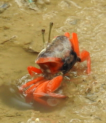 Gelasiminae