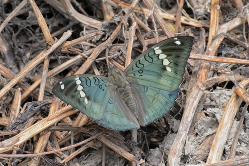 Euthalia pratti