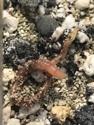 Pontodrilus litoralis