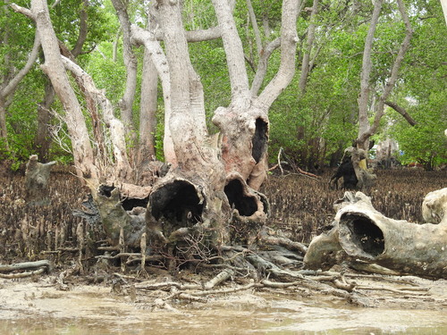 Apple Mangrove