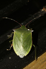 Chlorocoris loxoides