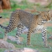 Leopardo Africano - Photo (c) mikeloomis, algunos derechos reservados (CC BY-NC), subido por mikeloomis