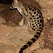 Genets - Photo (c) mikeloomis, some rights reserved (CC BY-NC), uploaded by mikeloomis